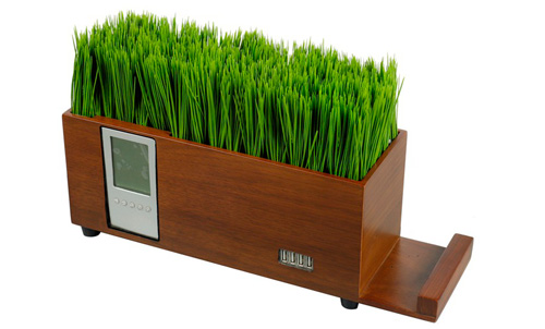 2021年1月植物草木盒4